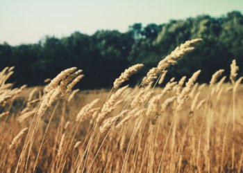 В Новосибирской области остановили возведение элеваторного комплекса в Крагатском районе