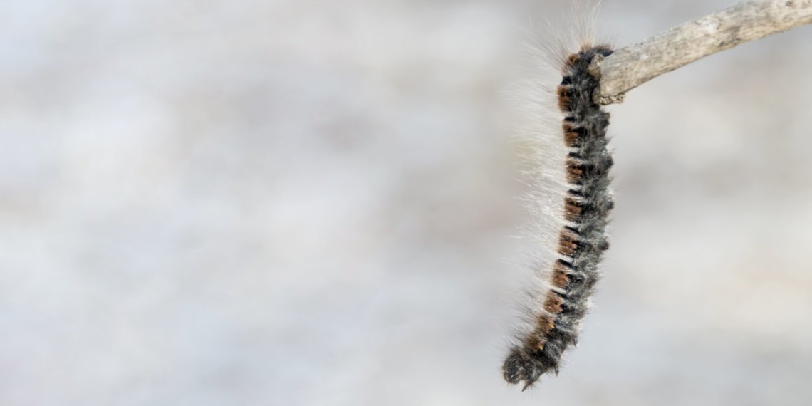 Режим повышенной готовности из-за гусениц ввели в Новосибирской области