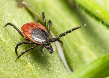 В новосибирских парках участились случаи укусов клещей