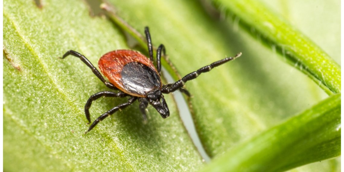 Озабоченные новосибирские клещи выбирают самые пикантные места для укуса