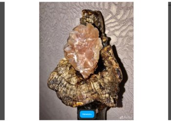 Алтайский волшебник продаёт мощный посох силы через интернет