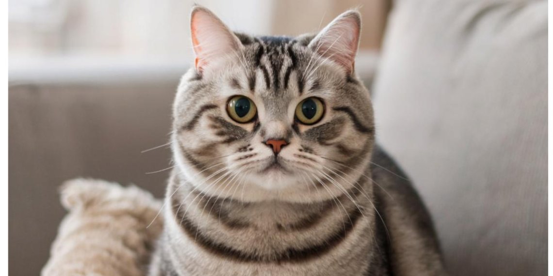 Убившая кота практикантка не понесёт наказания: дело закрыли из-за срока давности