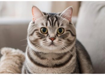 Убившая кота практикантка не понесёт наказания: дело закрыли из-за срока давности