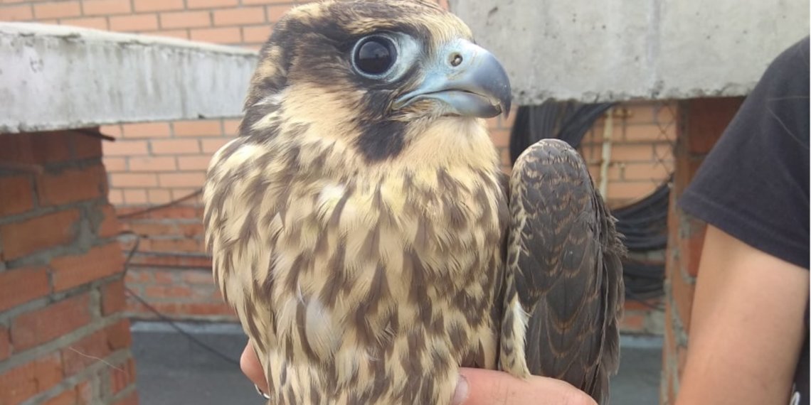 Жители многоэтажки в Советском районе Новосибирска хотят переселить семью сапсанов, устроивших гнездо на крыше