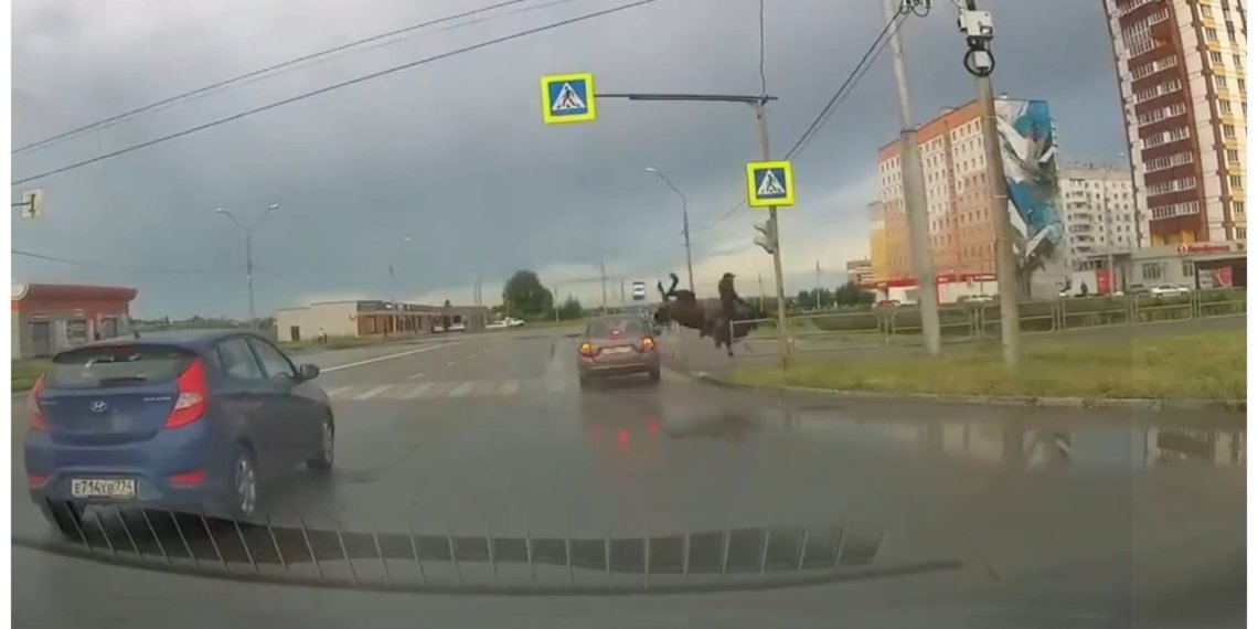 Апокалипсис отменяется: всадника на лошади сбила Lada Granta