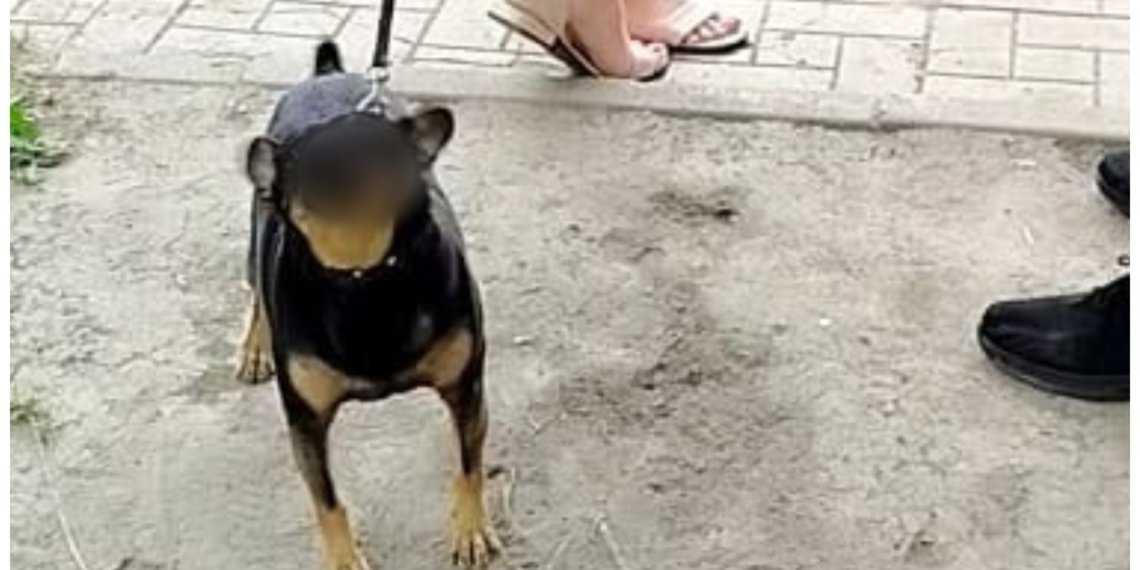 Недетская площадка: на десятилетнюю девочку напала собака во дворе жилого дома