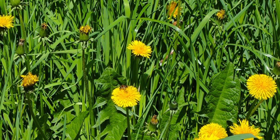 Солнечный День России: в Новосибирске ожидается до +28°C