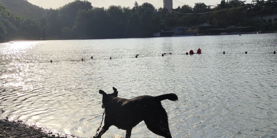 На пляжах разрешат только собак-поводырей
