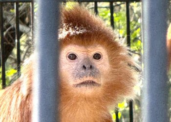 В Новосибирском зоопарке откроют павильон для японских макак