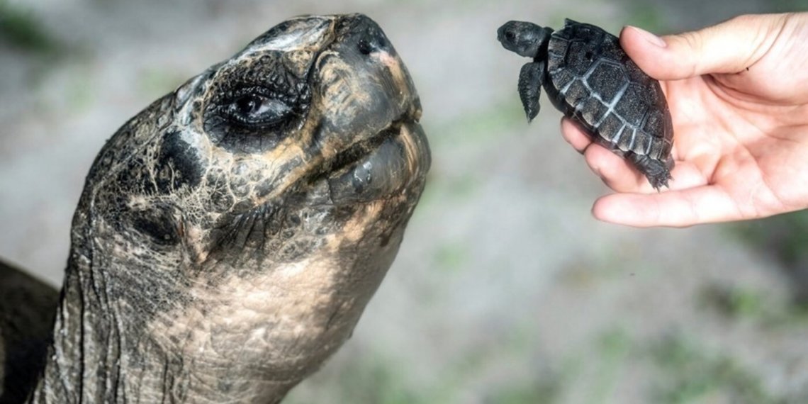 135-летний самец галапагосской черепахи впервые стал отцом