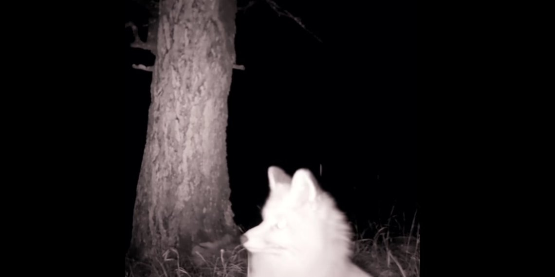 «Вибрирующая» лисица попала в фотоловушку Сайлюгемского нацпарка