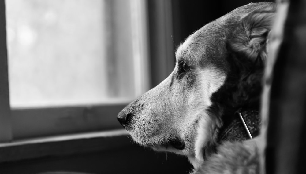 Заколол собаку вилами и выложил видео в чат: новосибирца осудят за издевательство над животными