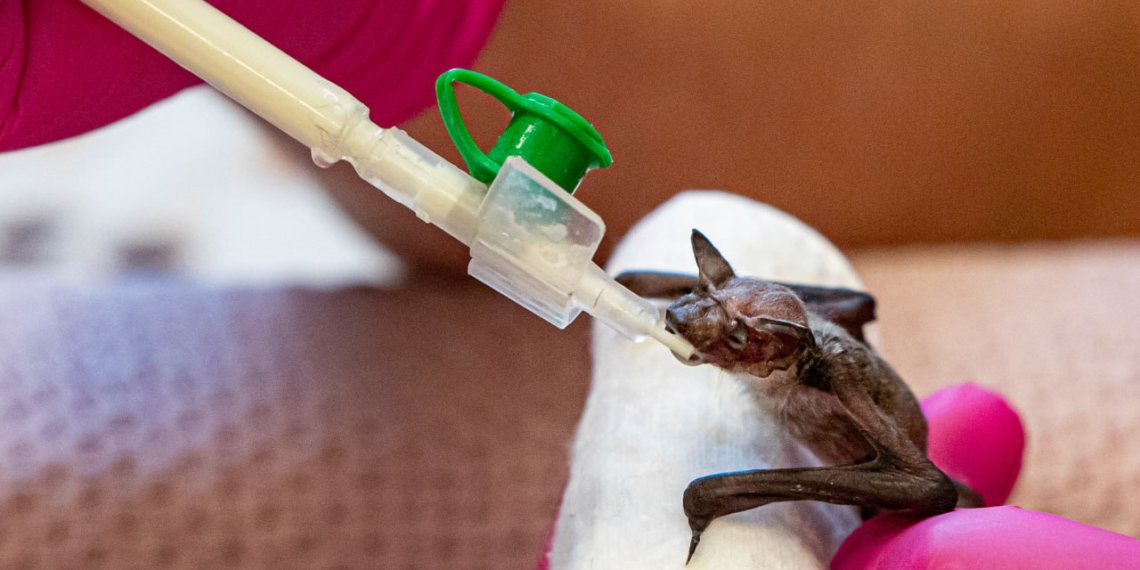 Реабилитацию детёнышей летучих мышей проводят в Новосибирском зоопарке