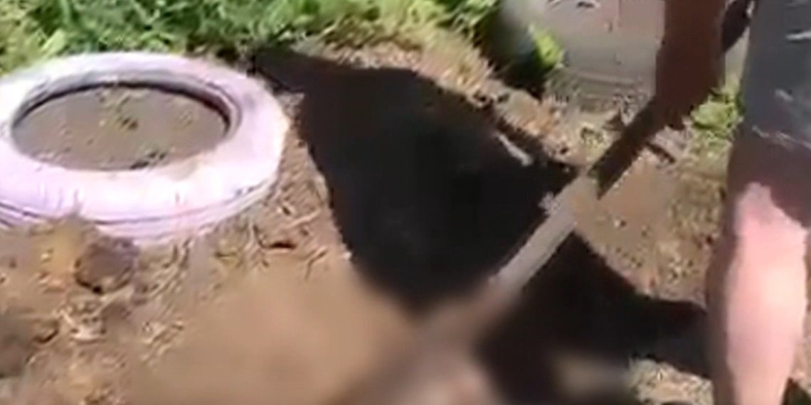 Пьяный новосибирец сбросил собаку с моста на железнодорожные пути