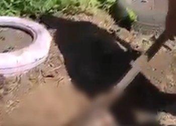 Пьяный новосибирец сбросил собаку с моста на железнодорожные пути