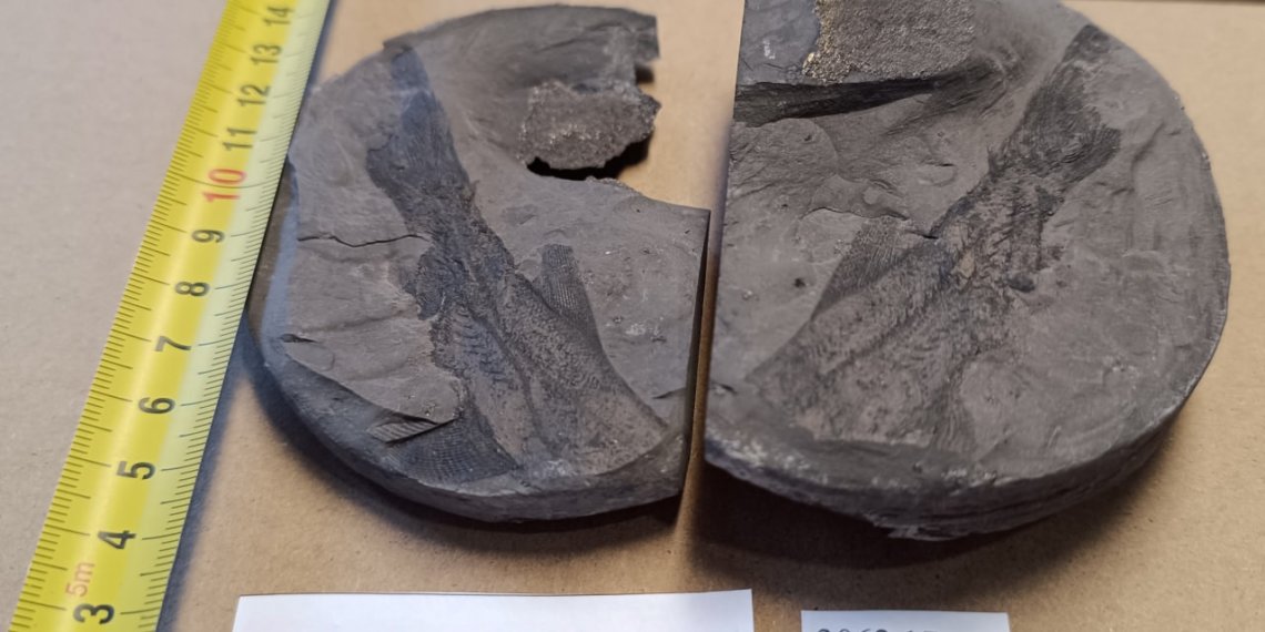 Следы древних рыб обнаружили томские геологи