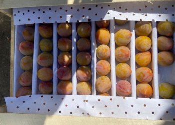 Привезенные в Новосибирск 9,5 тонн гнилых слив отправили обратно в Узбекистан