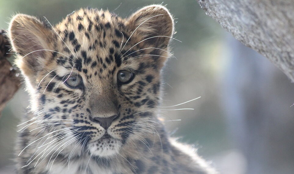ВТБ подводит итоги конкурса по выбору имени леопарда