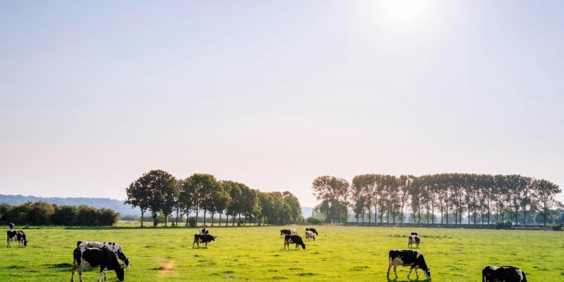 Чиновники оставили новосибирского фермера без места для скота