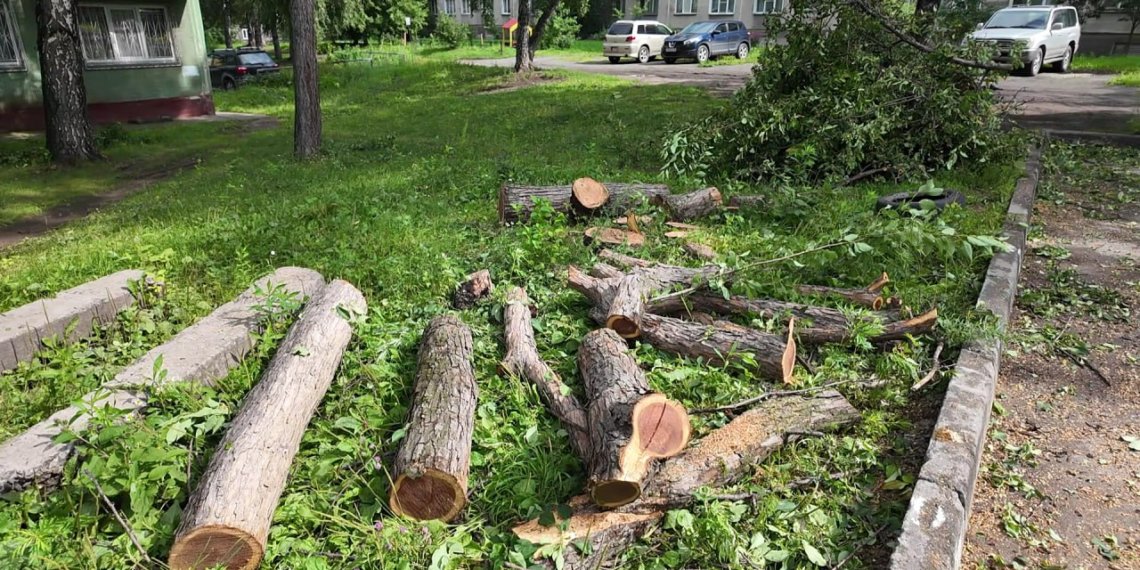 Более 20 дворов Новосибирска почистили от аварийных деревьев