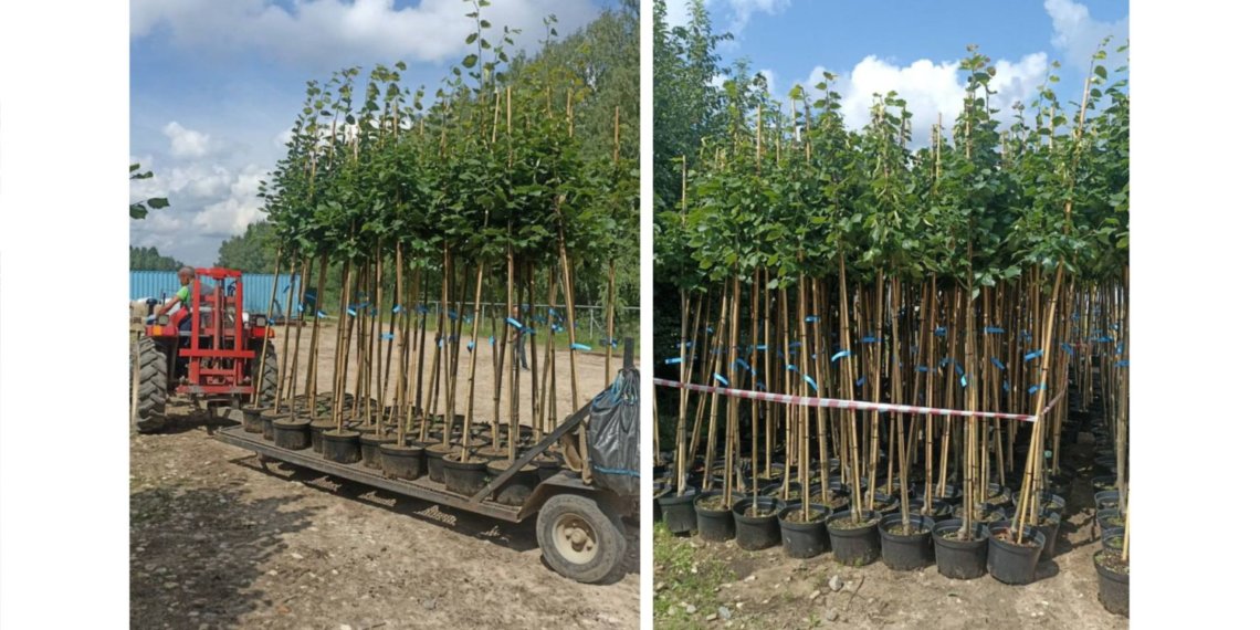 Двухметровые липы высадят в центре Новосибирска