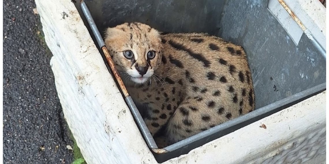 В питерской помойке нашли африканскую кошку за миллион рублей