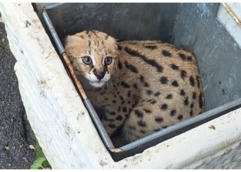 В питерской помойке нашли африканскую кошку за миллион рублей