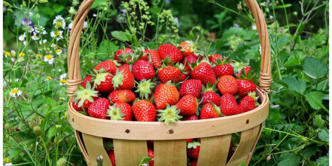 За сбор лесной земляники россиянам грозит штраф, но это не точно