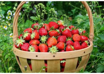 За сбор лесной земляники россиянам грозит штраф, но это не точно