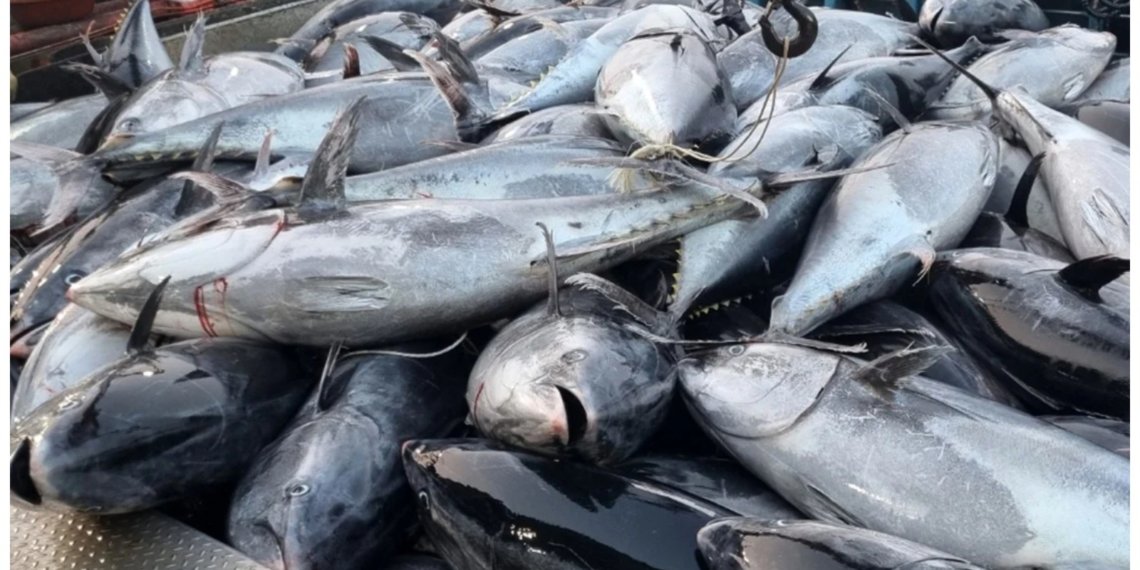 Южнокорейские рыбаки потеряли улов на почти 2 миллиона долларов