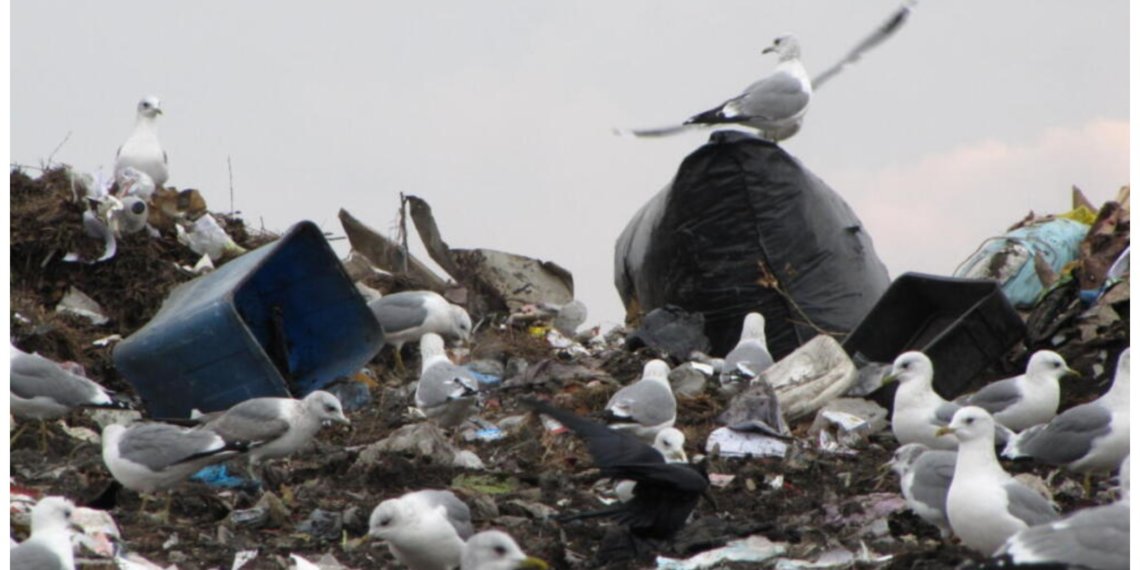 Мусорный полигон закрыли в Искитиме