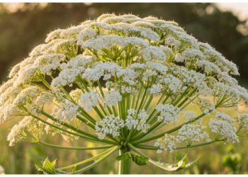Борщевик не пройдёт: Госдума утвердила закон о борьбе с сорняками