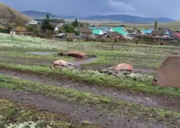 Молния убила семь лошадей во время грозы