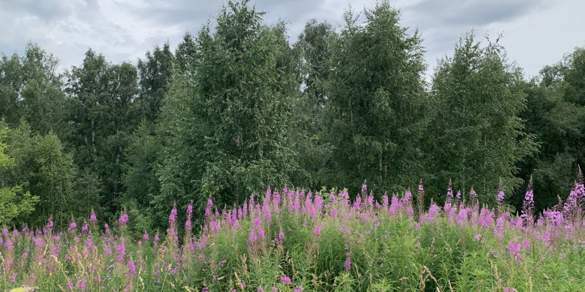 Семь новосибирцев потерялись в лесах за неделю — один человек погиб