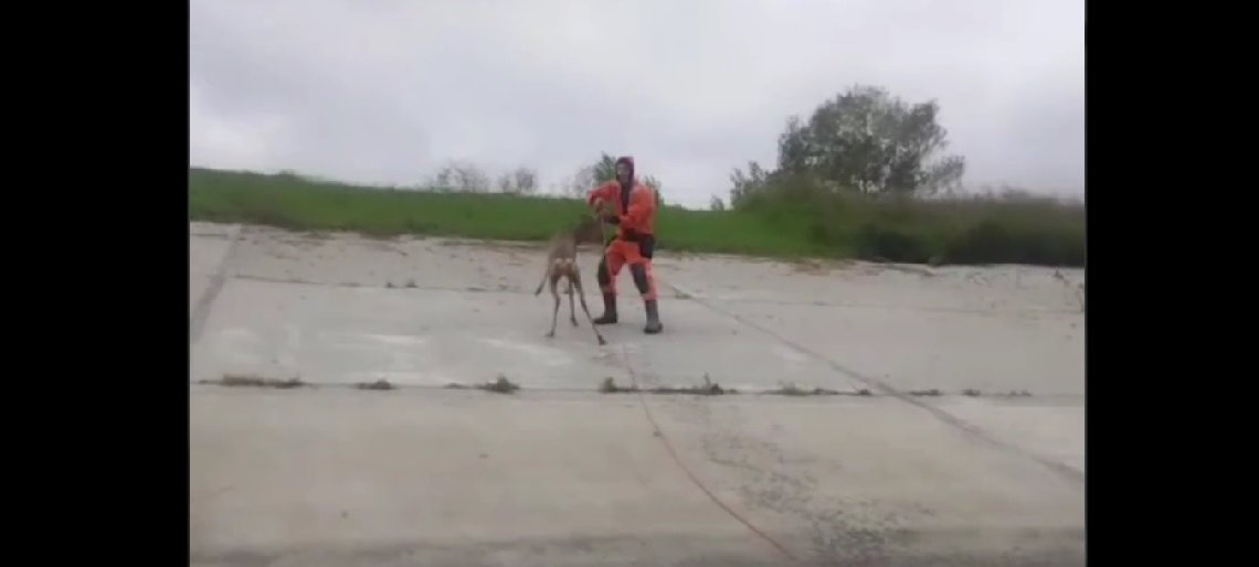 Плавающую косулю вытащили на берег новосибирские спасатели