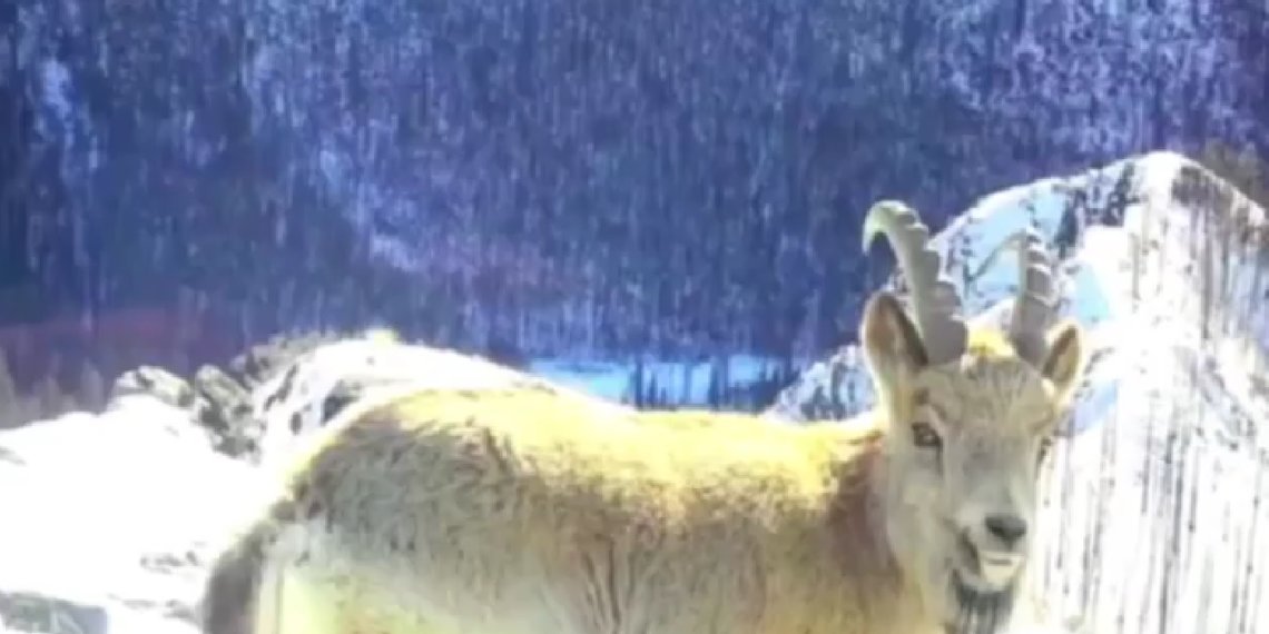 Застыл как вкопанный: горный козёл попался в фотоловушку на Алтае