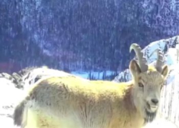 Застыл как вкопанный: горный козёл попался в фотоловушку на Алтае