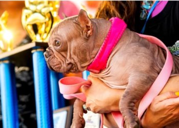 Самой уродливой собакой в мире в 2025 году признали бульдога Петунию