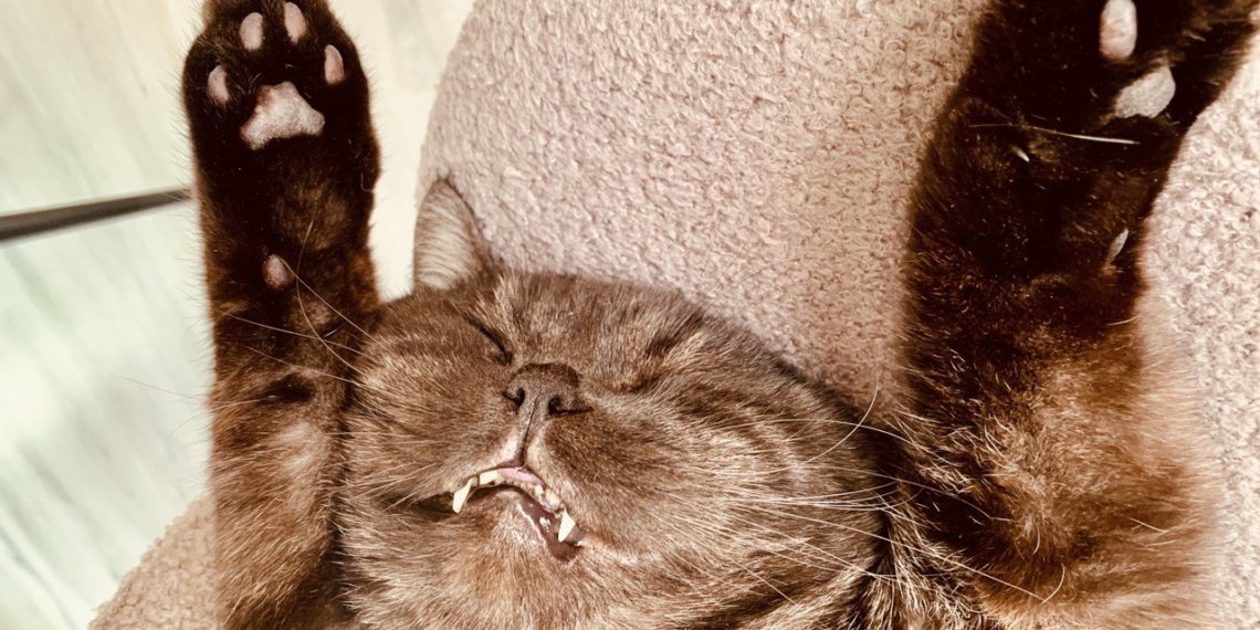 Животных не больше, чем детей в семье: такой лимит предложили ввести в Госдуме