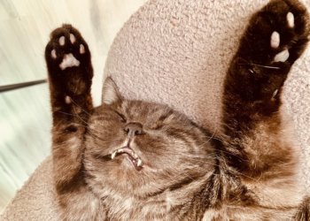 Животных не больше, чем детей в семье: такой лимит предложили ввести в Госдуме