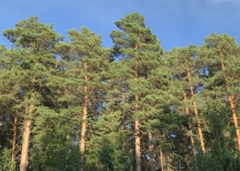 Восемь грибников потерялись в лесах Кузбасса