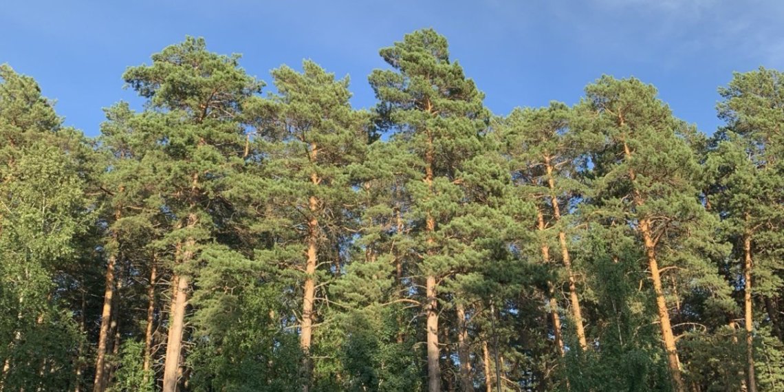 Защищать деревья от лосей и бобров будут в Новосибирской области