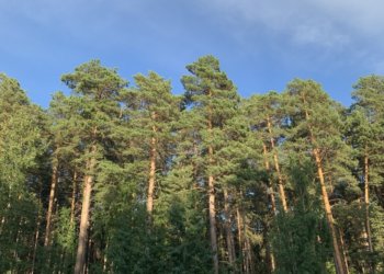 Защищать деревья от лосей и бобров будут в Новосибирской области