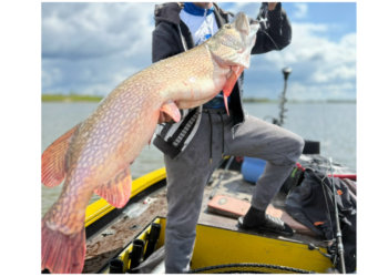 Трофейную щуку весом 14 килограммов поймали новосибирцы