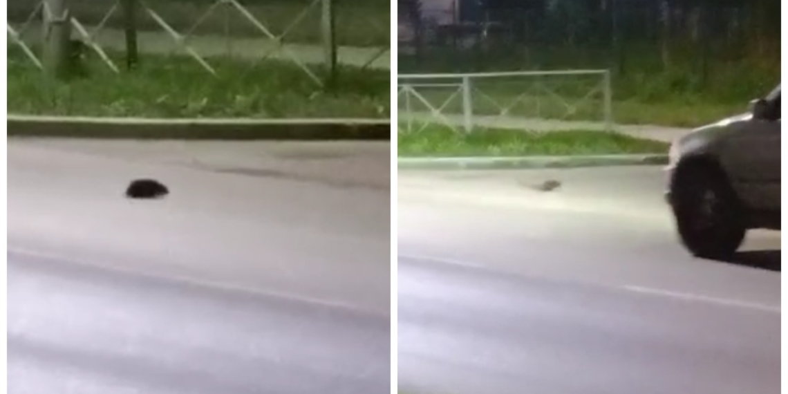 Водитель под Новосибирском вежливо пропустил ёжика: видео