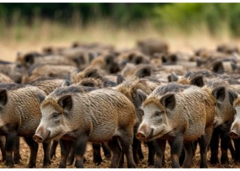 Минприроды дало добро на отстрел 77 кабанов в Новосибирской области