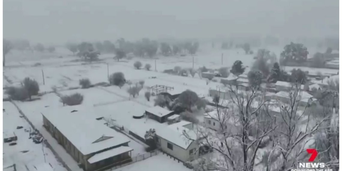 Кенгуру шокированы: в Австралии впервые за 10 лет выпал снег