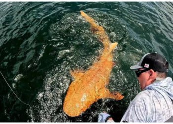 Акулу с редчайшим сочетанием мутаций поймали в Коста-Рике