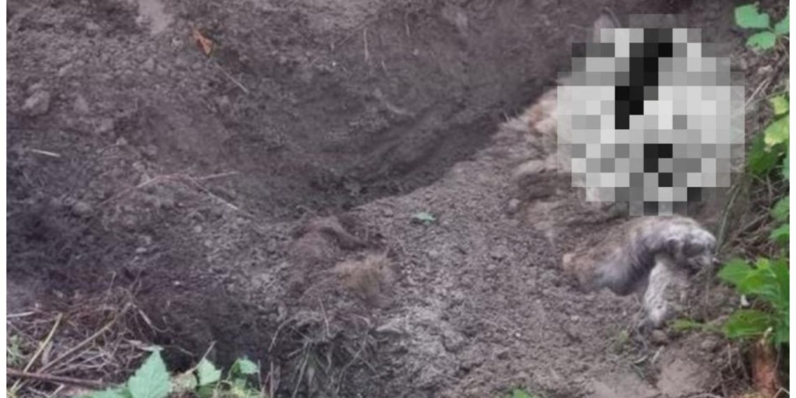 Живодёры заживо похоронили собаку в Новосибирской области