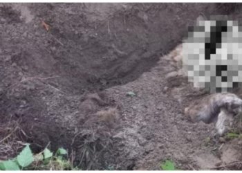 Живодёры заживо похоронили собаку в Новосибирской области